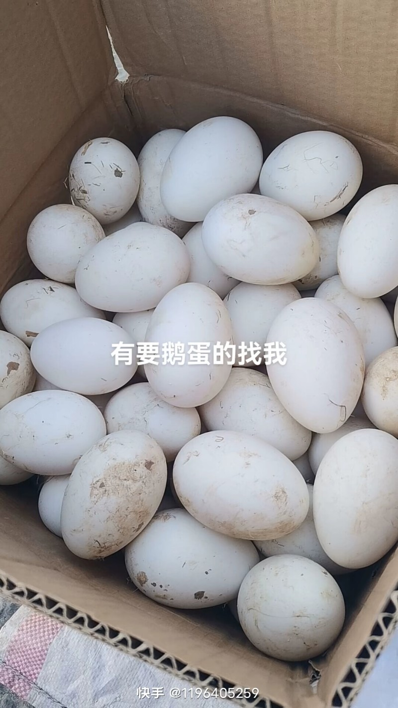自己家的鹅蛋，没有喂饲料