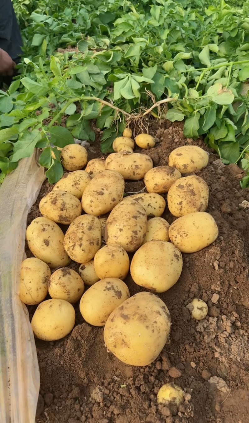 辽宁绥中县土豆实验沃土黄心大量供应一手货源货源充足