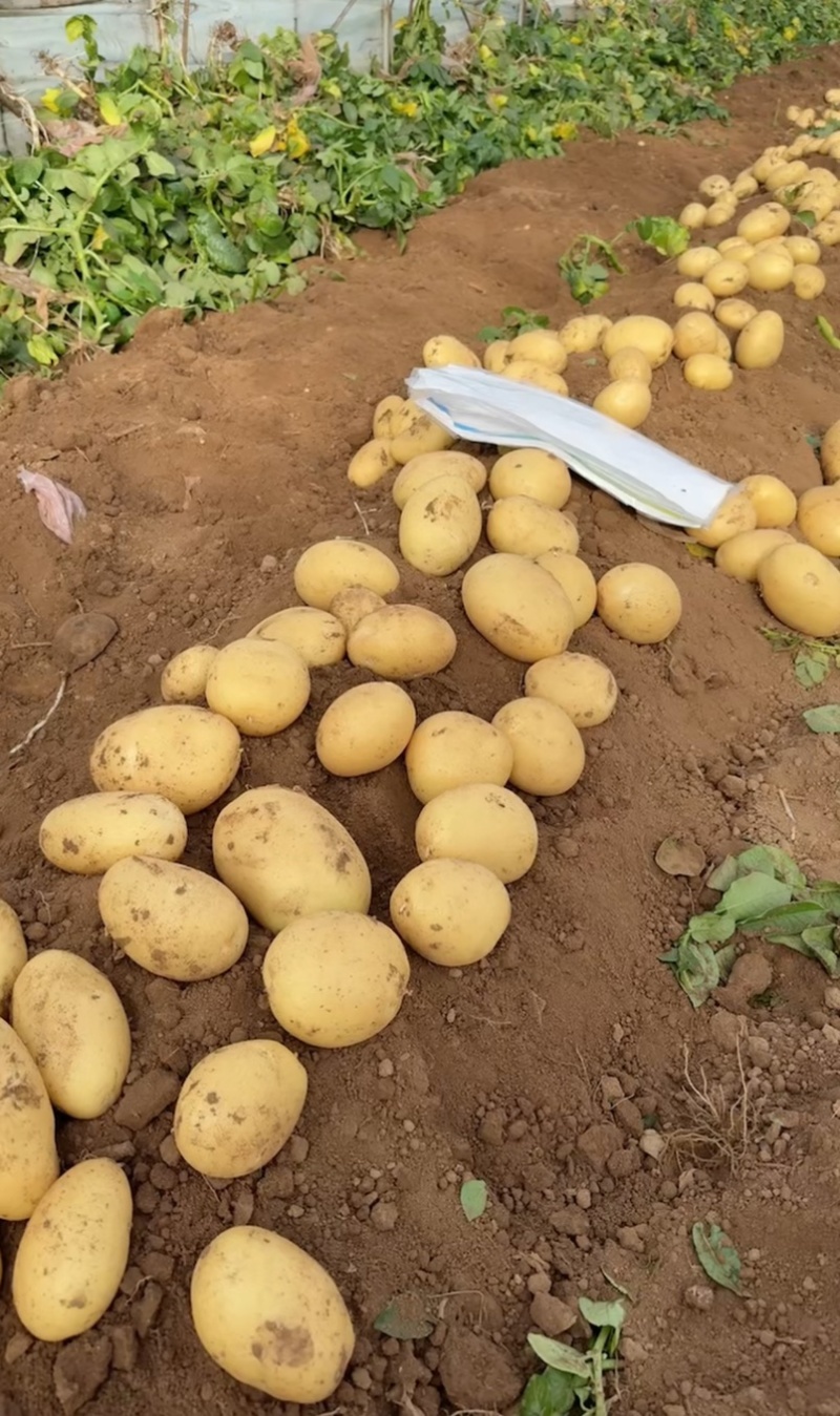 辽宁绥中县土豆实验沃土黄心大量供应一手货源货源充足