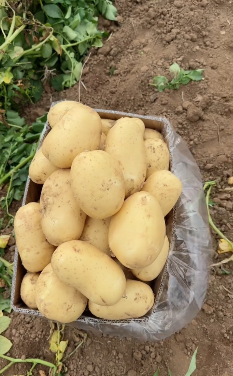 辽宁绥中县土豆实验沃土黄心大量供应一手货源货源充足