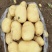 辽宁绥中县土豆实验沃土黄心大量供应一手货源货源充足