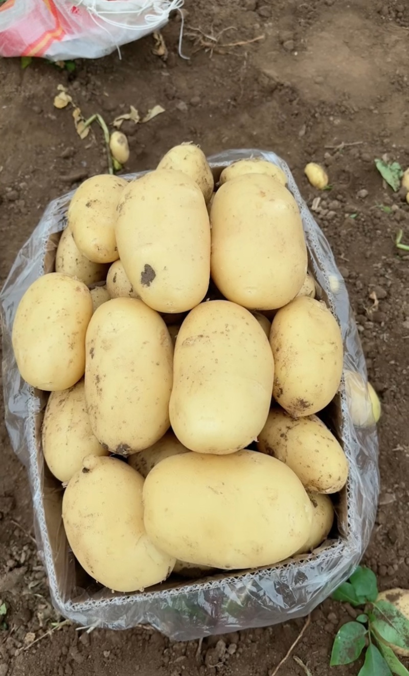 辽宁绥中县土豆实验沃土黄心大量供应一手货源货源充足