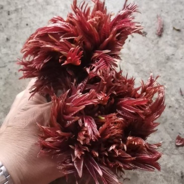 春芽，香椿芽，红油香椿芽，红油6号香椿芽，香椿**县