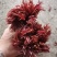 春芽，香椿芽，红油香椿芽，红油6号香椿芽，香椿**县