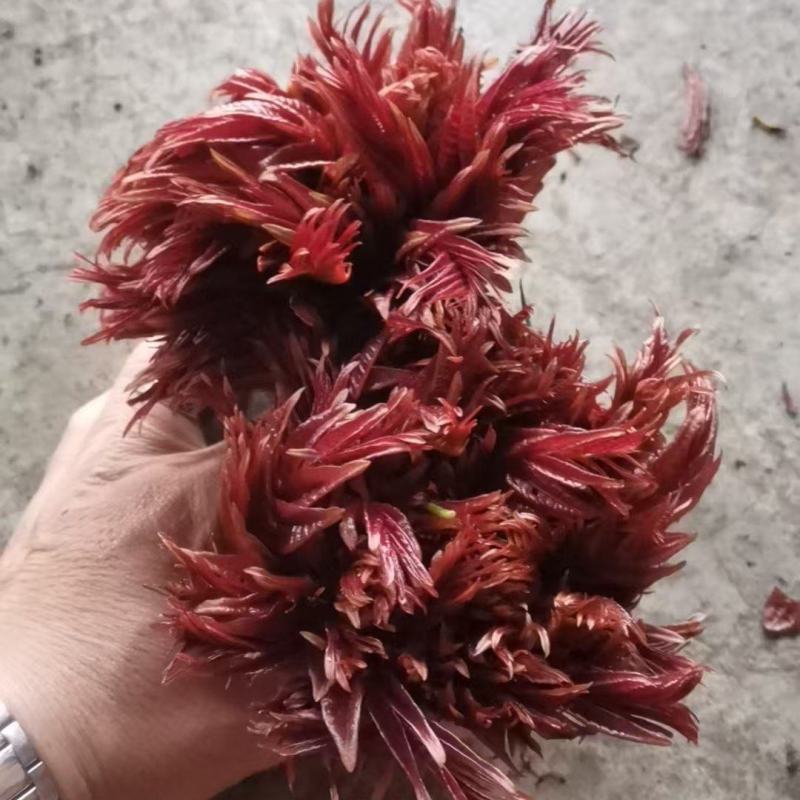 春芽，香椿芽，红油香椿芽，红油6号香椿芽，香椿**县