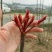 春芽，香椿芽，红油香椿芽，红油6号香椿芽，香椿**县