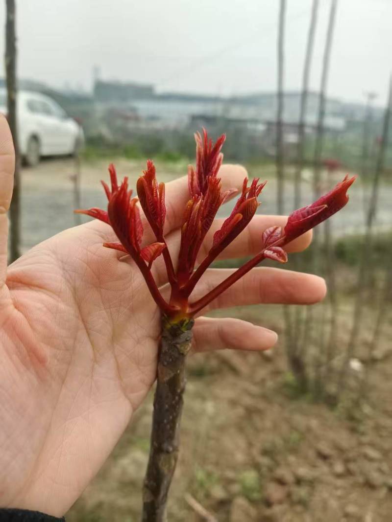 春芽，香椿芽，红油香椿芽，红油6号香椿芽，香椿**县