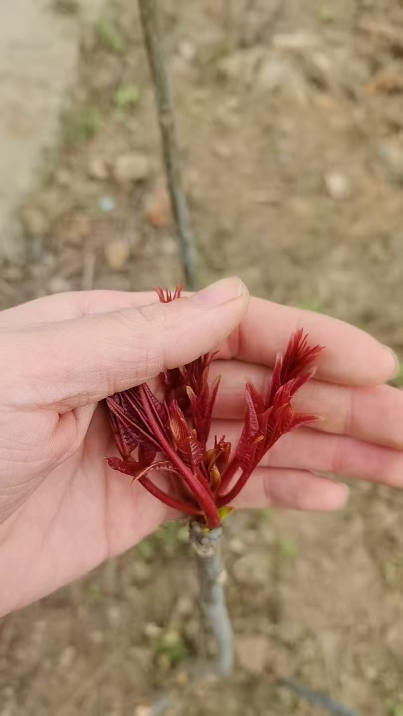春芽，香椿芽，红油香椿芽，红油6号香椿芽，香椿**县