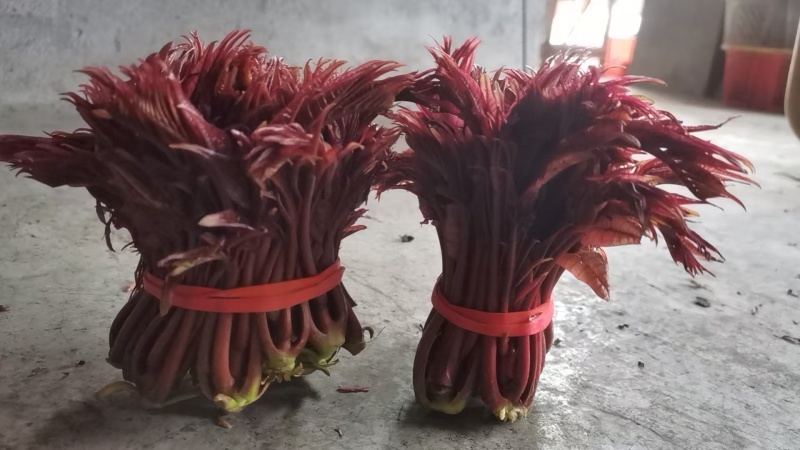 春芽，香椿芽，红油香椿芽，红油6号香椿芽，香椿**县