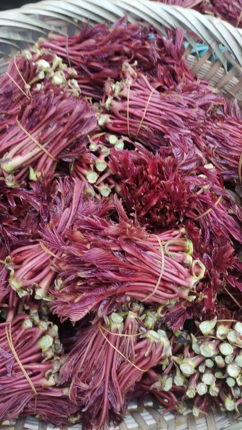 春芽，香椿芽，红油香椿芽，红油6号香椿芽，香椿**县