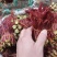 春芽，香椿芽，红油香椿芽，红油6号香椿芽，香椿**县