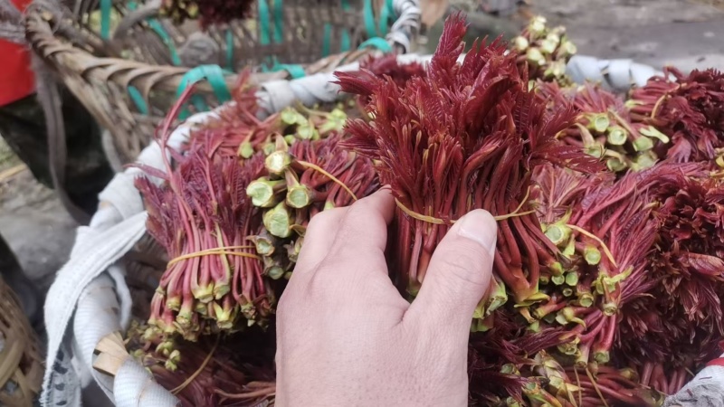 春芽，香椿芽，红油香椿芽，红油6号香椿芽，香椿**县