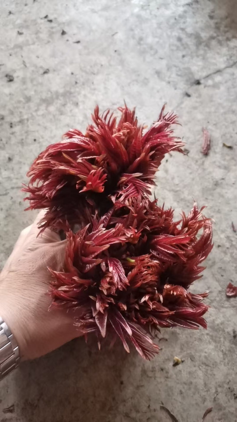 春芽，香椿芽，红油香椿芽，红油6号香椿芽，香椿**县