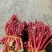 春芽，香椿芽，红油香椿芽，红油6号香椿芽，香椿**县