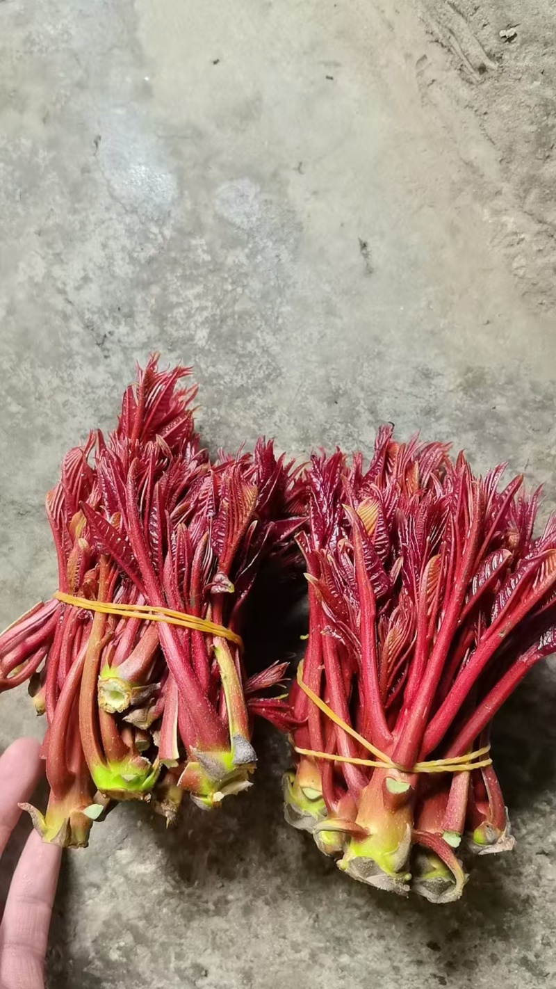 春芽，香椿芽，红油香椿芽，红油6号香椿芽，香椿**县