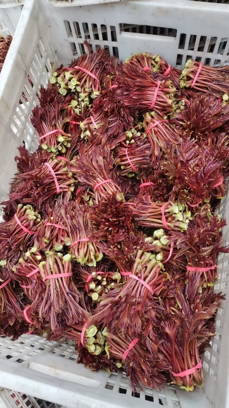 春芽，香椿芽，红油香椿芽，红油6号香椿芽，香椿**县