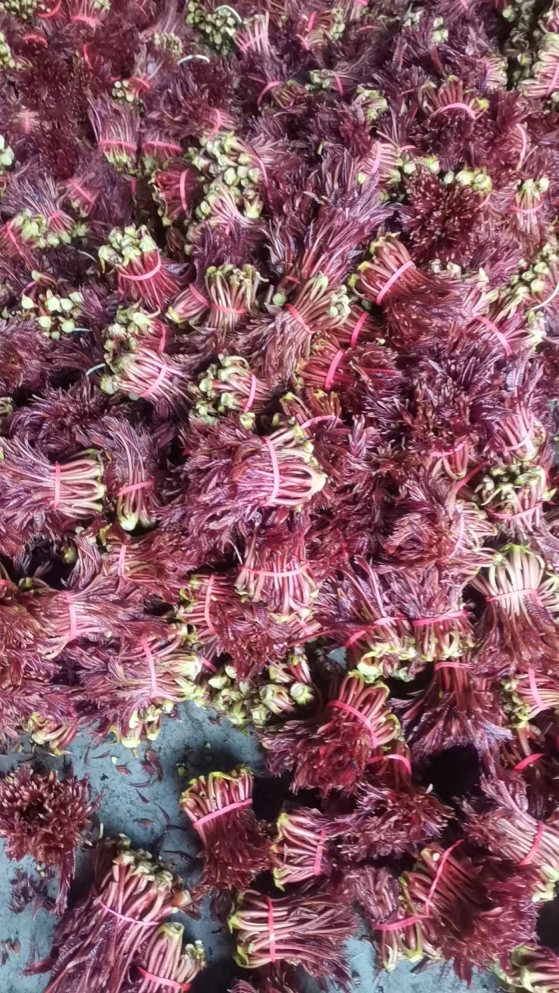 春芽，香椿芽，红油香椿芽，红油6号香椿芽，香椿**县