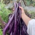 山里的露天茄子大量上市品质优良价格美丽欢迎购