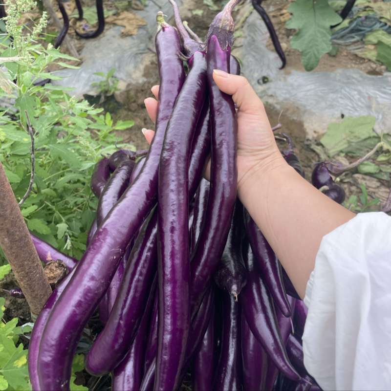 山里的露天茄子大量上市品质优良价格美丽欢迎购