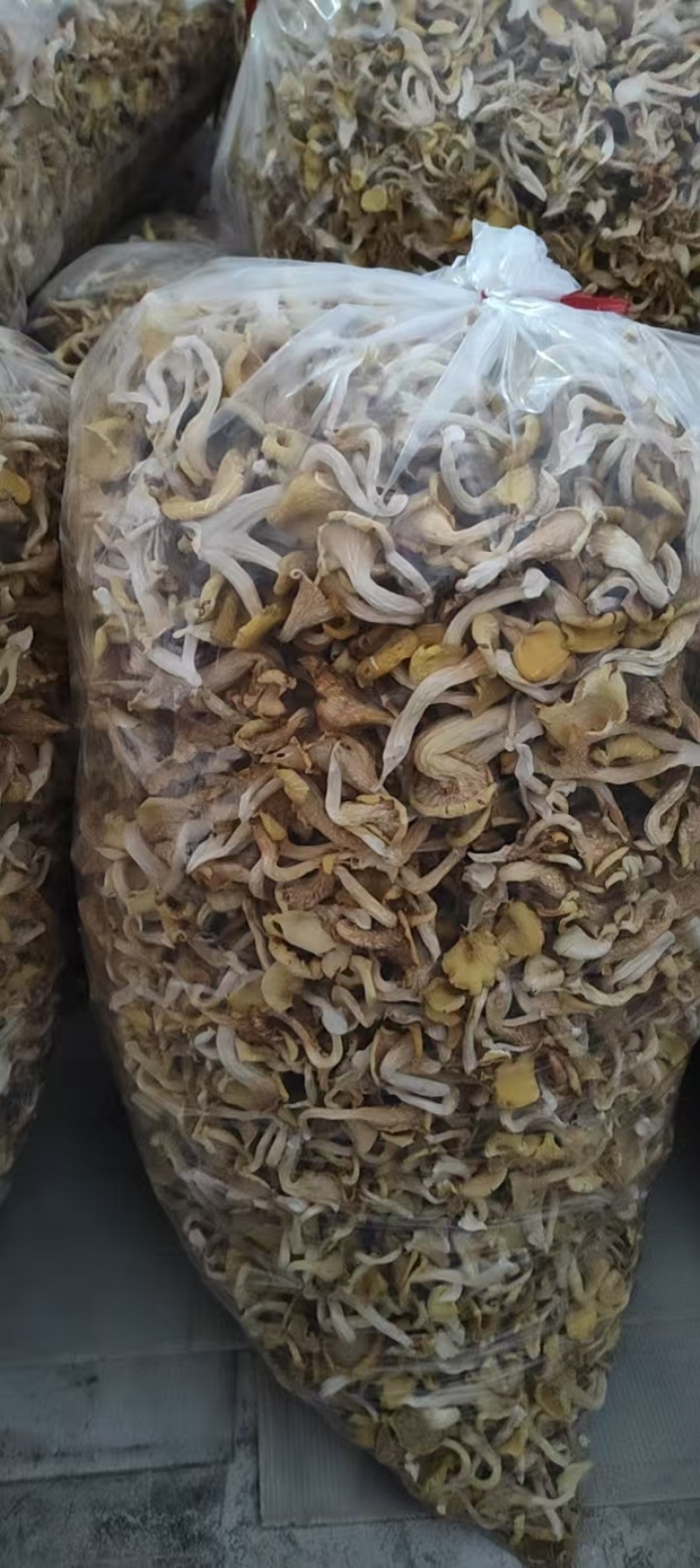 榆黄蘑干货，陕西宝鸡20万棒