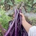 山里的露天茄子大量上市品质优良价格美丽欢迎购
