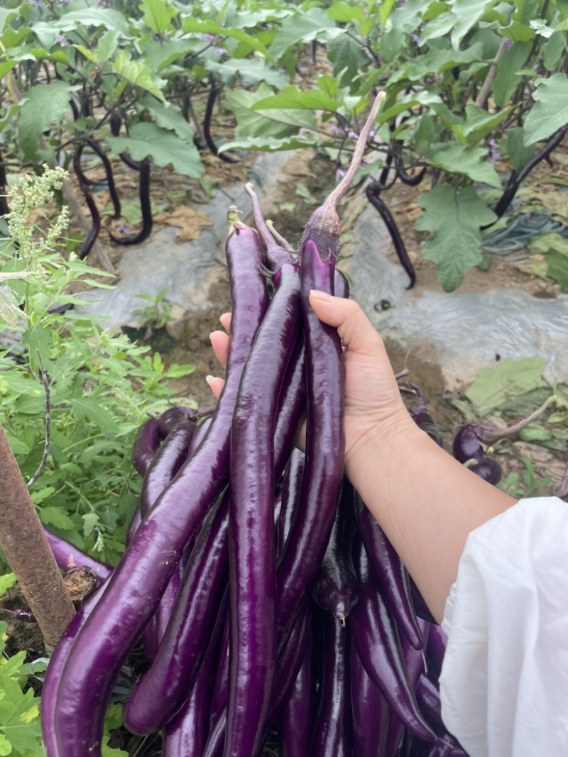 山里的露天茄子大量上市品质优良价格美丽欢迎购