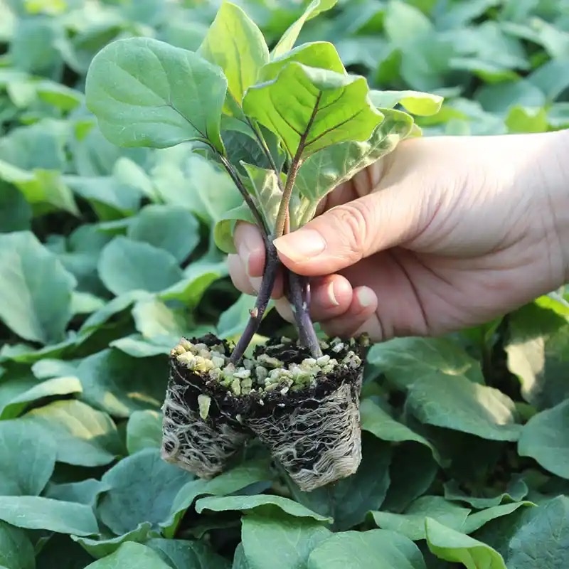茄子苗，各种菜苗代育，海拔1000米独特地理优势