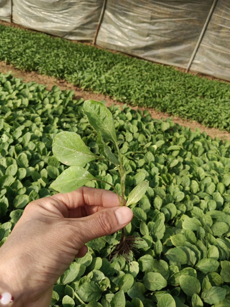 茄子苗，各种菜苗代育，海拔1000米独特地理优势