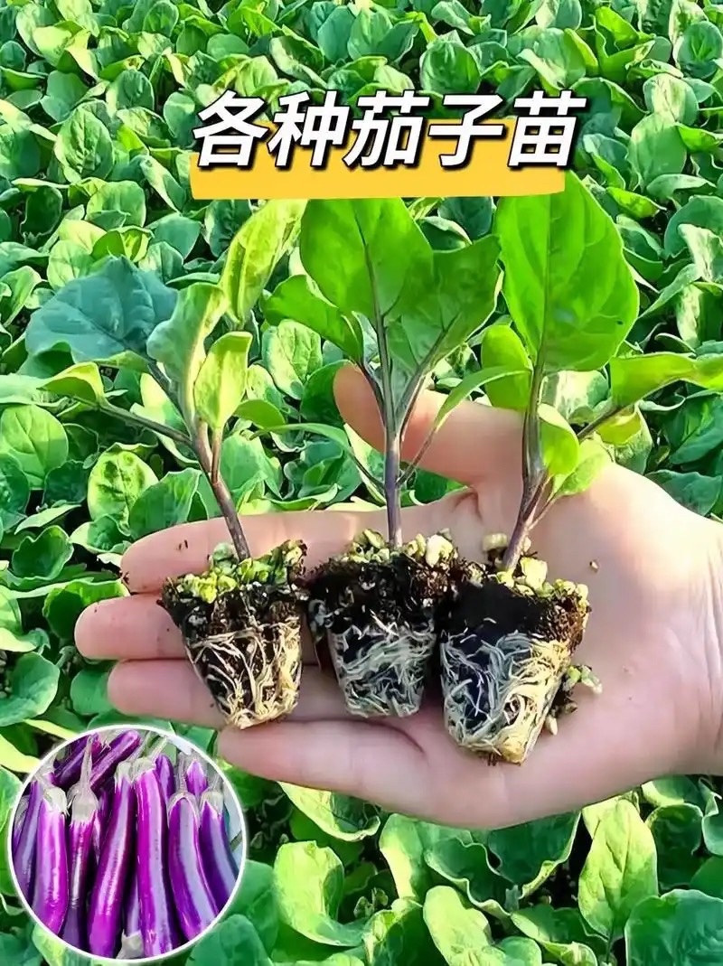 茄子苗，各种菜苗代育，海拔1000米独特地理优势