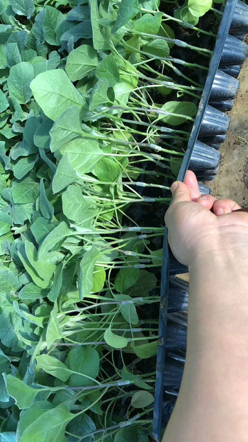 茄子苗，各种菜苗代育，海拔1000米独特地理优势