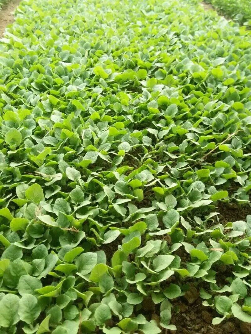 茄子苗，各种菜苗代育，海拔1000米独特地理优势