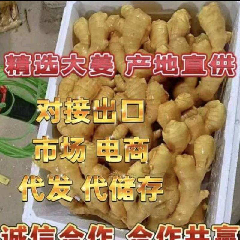 山东精品生姜大黄姜小黄姜姜巴3~10两带土全发货