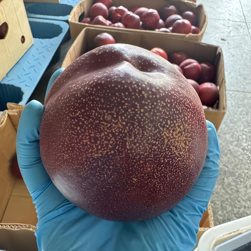 正品黑皮158油桃苗大果型油桃品种纯真基地现起现发