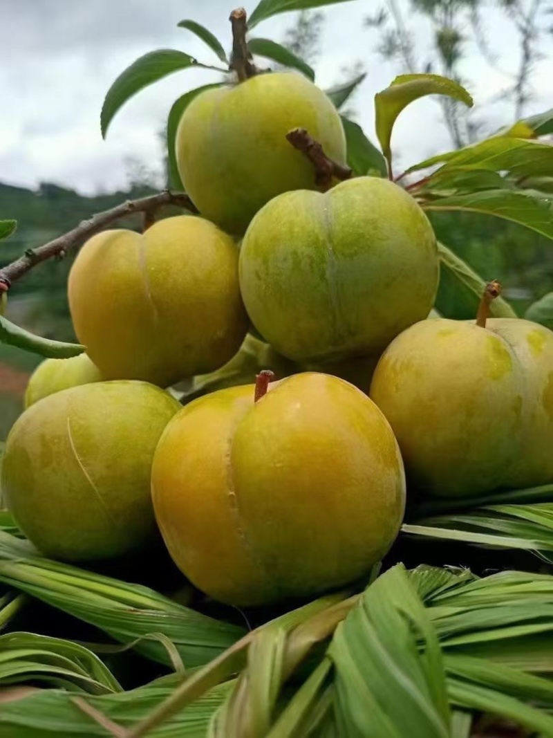 六马蜂糖李