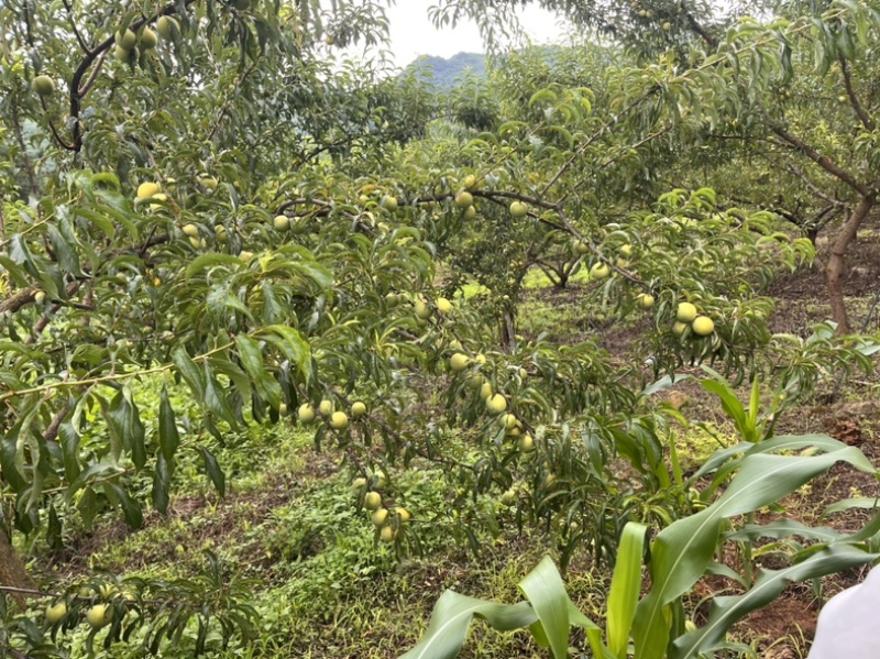 六马蜂糖李