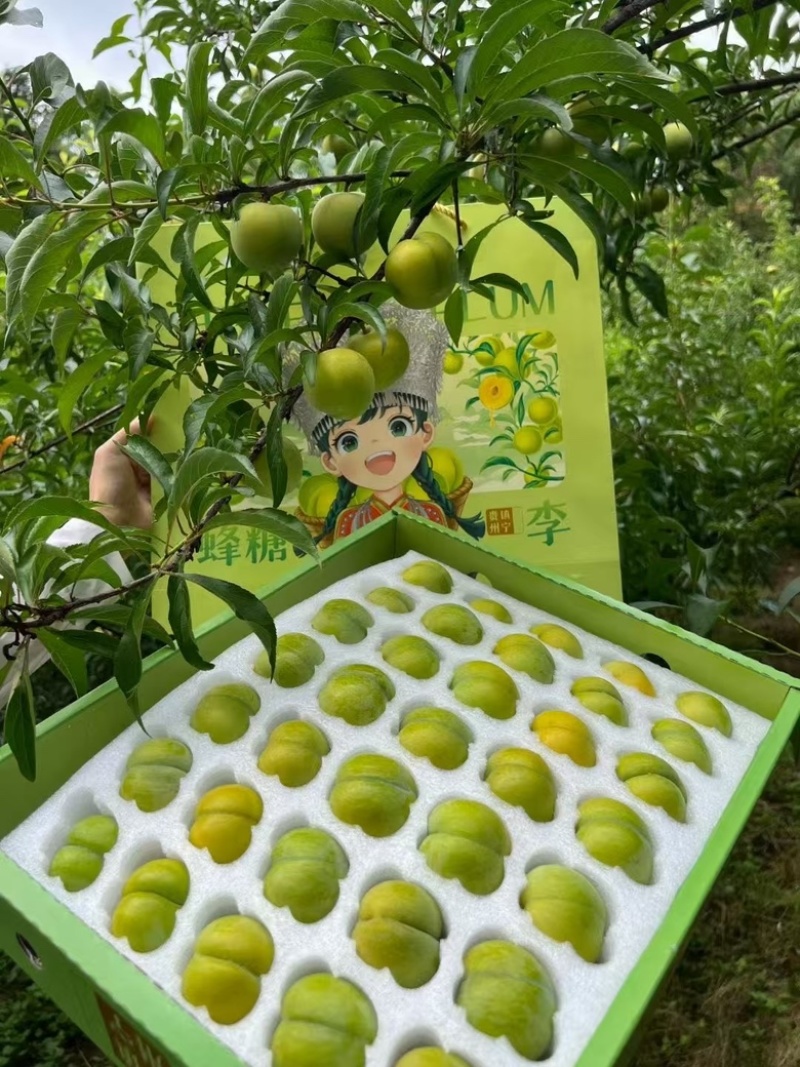 六马蜂糖李