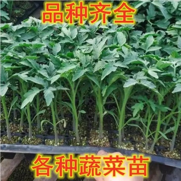 西红柿实生苗，嫁接苗，各种菜苗代育，也可帮客户选种