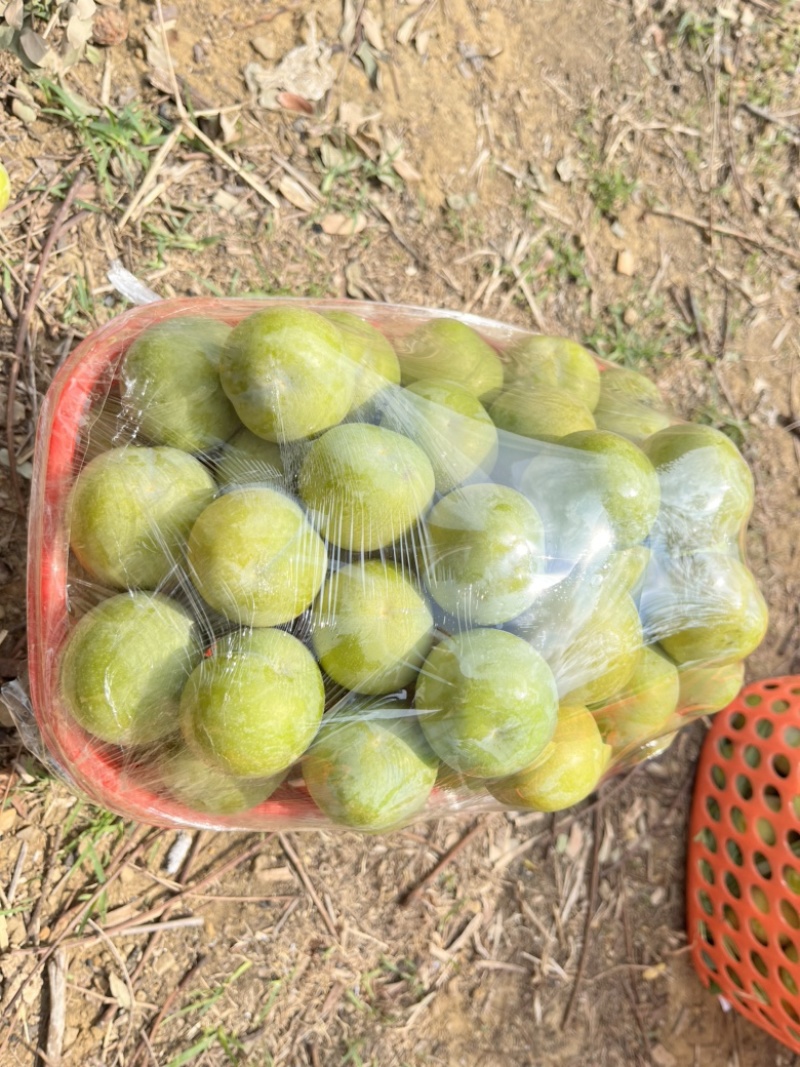六马蜂糖李