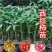 西红柿实生苗，嫁接苗，各种菜苗代育，也可帮客户选种