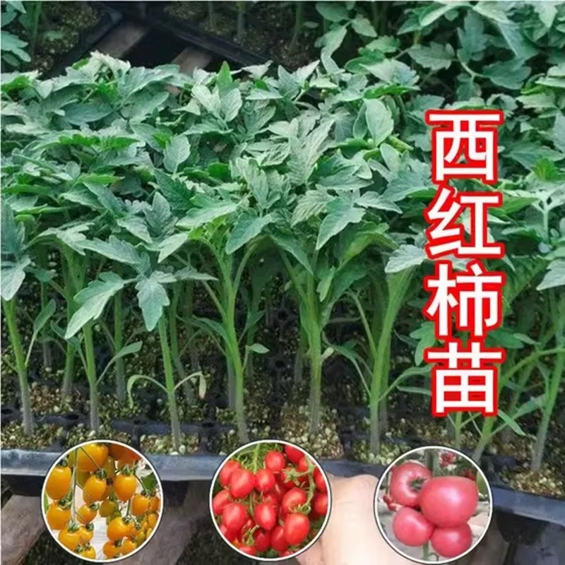 西红柿实生苗，嫁接苗，各种菜苗代育，也可帮客户选种