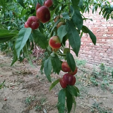 明月纽扣蟠桃