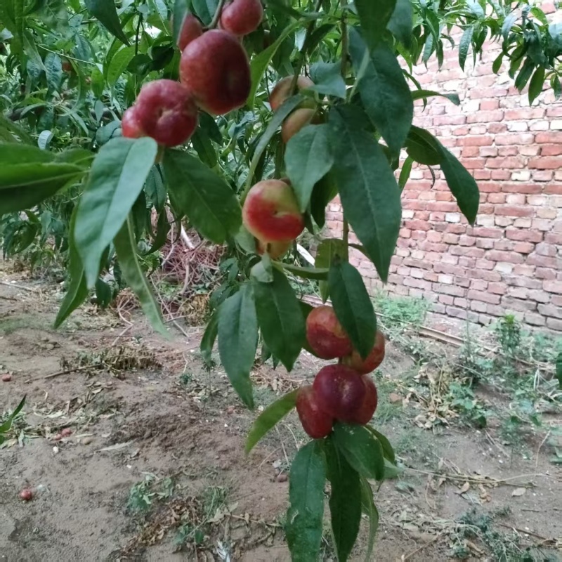 明月纽扣蟠桃