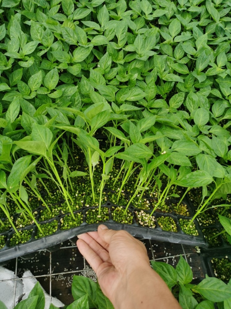 西红柿实生苗，嫁接苗，各种菜苗代育，也可帮客户选种