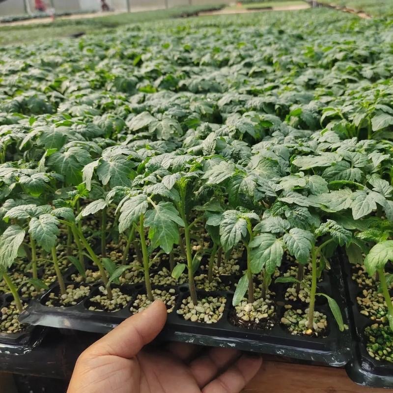 西红柿实生苗，嫁接苗，各种菜苗代育，也可帮客户选种