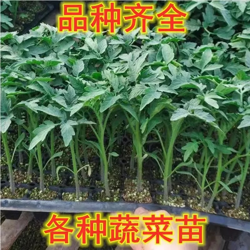 西红柿实生苗，嫁接苗，各种菜苗代育，也可帮客户选种