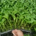 辣椒苗，各种蔬菜苗代育，高海拔1000米，越夏高品