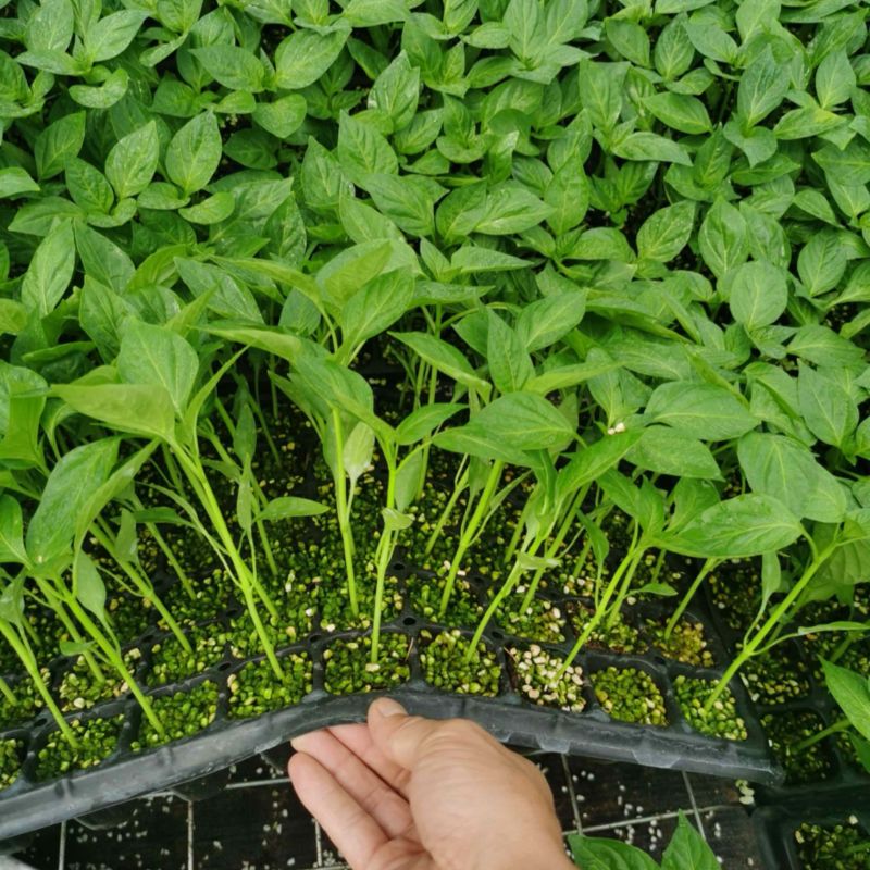 辣椒苗，各种蔬菜苗代育，高海拔1000米，越夏高品