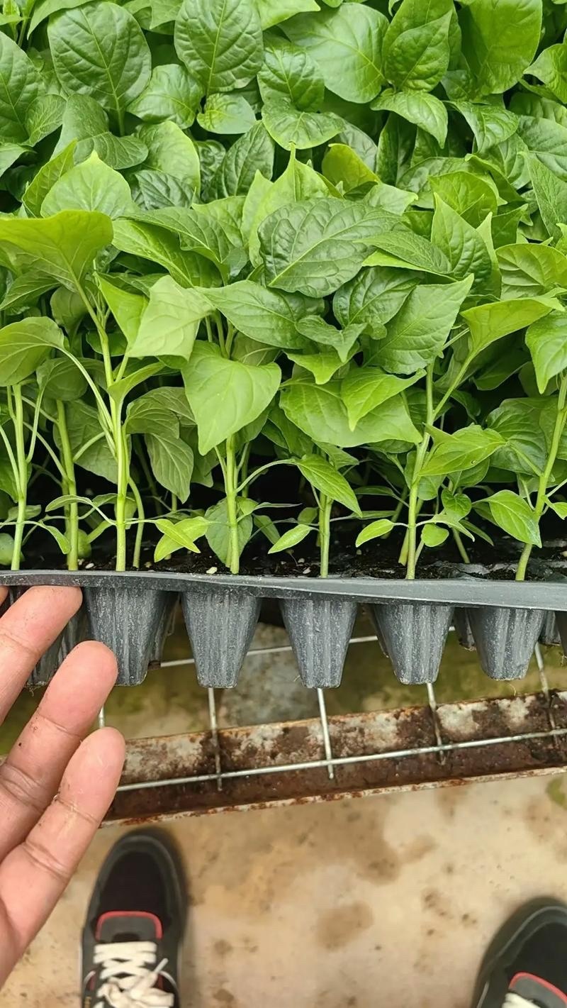 辣椒苗，各种蔬菜苗代育，高海拔1000米，越夏高品