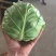 精品甘蓝，大量上市