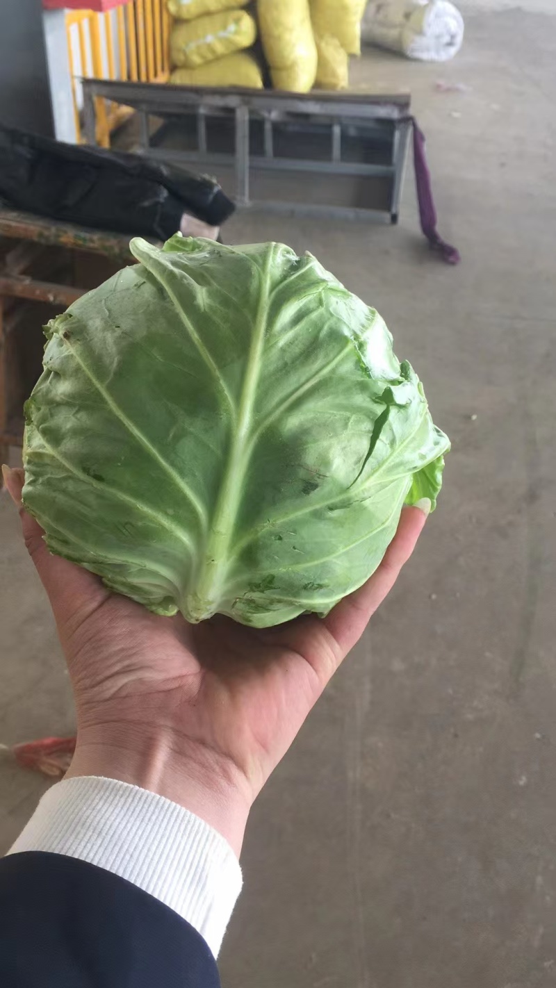 精品甘蓝，大量上市